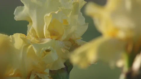 Close up Iris 25 Stock Footage 35655559
