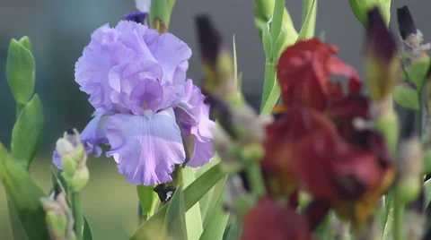 Close up Iris 26 Stock Footage 35655500
