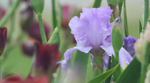 Close up Iris 27 Stock Footage 35655442