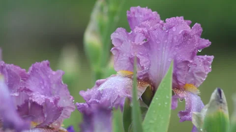 Close up Iris 28 Stock Footage 35655431