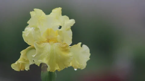 Close up Iris 29 動画素材 35655412