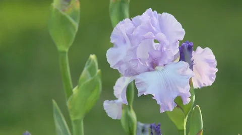 Close up Iris 30 Stock Footage 35655270