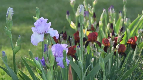 Close up Iris 31 Stock Footage 35655256
