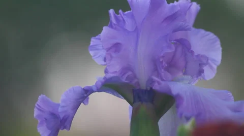 Close up Iris 32 Stock Footage 35655162
