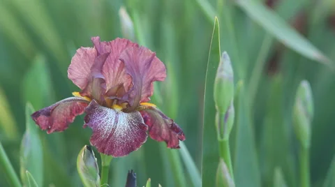 Close up Iris 33 動画素材 35655140