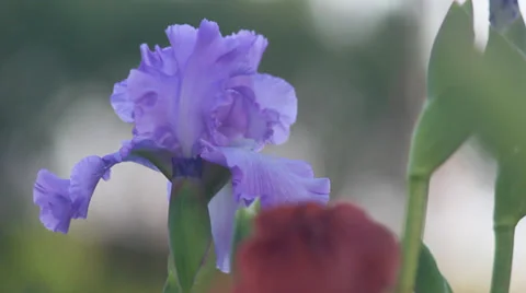 Close up Iris 34 Stock Footage 35655101
