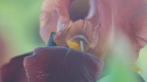 Close up Iris 35 Stock Footage 35655098