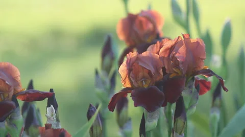 Close up Iris 36 Stock Footage 35654988