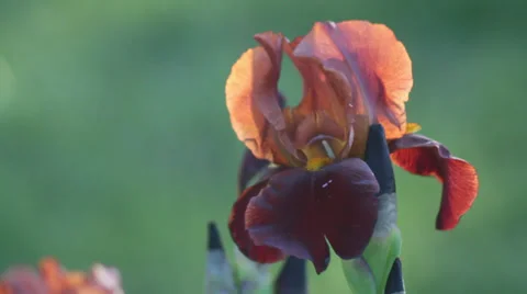 Close up Iris 37 Stock Footage 35654981