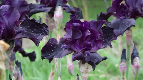 Close up Iris 38 Stock Footage 35654918