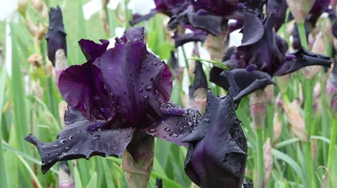 Close up Iris 39 Stock Footage 35654847