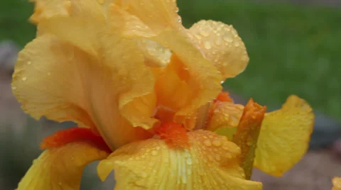 Close up Iris 40 Stock Footage 35654778