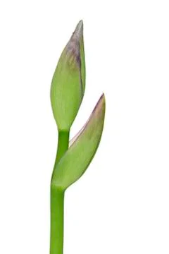 Close-up of Iris bud on white background, studio shot on white background. Stock Photos