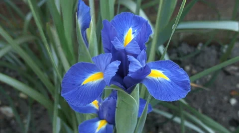 Close up Iris in flower boarder Video stock 38247053