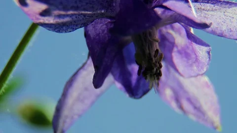 Close up of iris flower Stock Footage 108984448