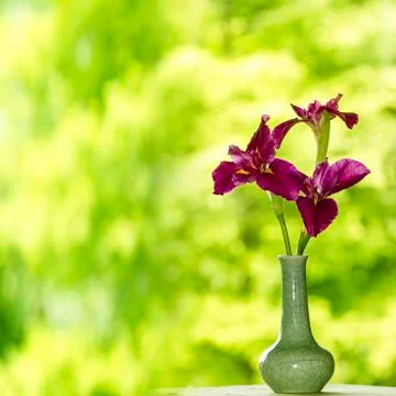 Close-up of iris flower Stock Photos