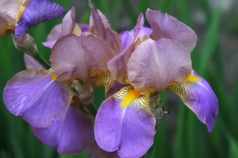 Close-up of iris flower Stock Photos