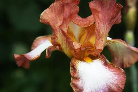 Close-up of iris flower Stock Photos