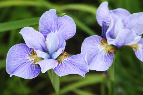 Close-up of iris flower Stock Photos