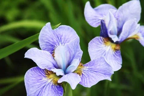 Close-up of iris flower Stock Photos