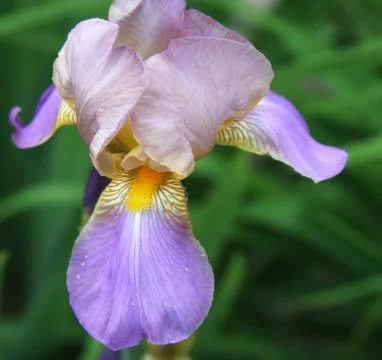 Close-up of iris flower Stock Photos