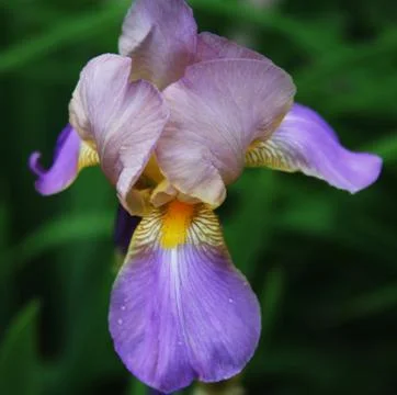 Close-up of iris flower Stock Photos