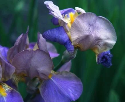 Close-up of iris flower Stock Photos
