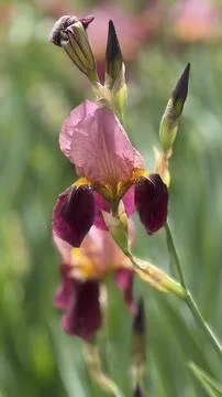 Close up of iris flower Foto stock