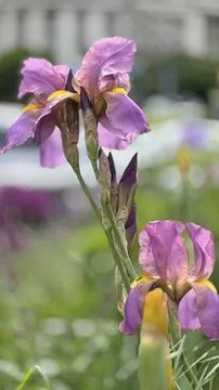 Close up of iris flower Foto stock