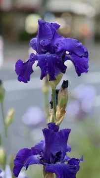 Close up of iris flower Foto stock