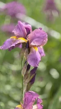 Close up of iris flower Foto stock