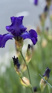 Close up of iris flower Foto stock