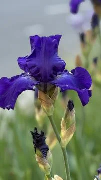 Close up of iris flower Foto stock
