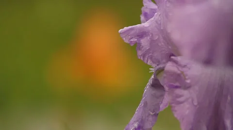 Close up Iris Stock Footage 35656925