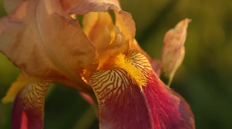 Close up Iris Stock Footage 35656971