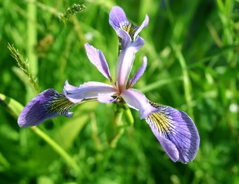 Close up of an iris Stock Photos