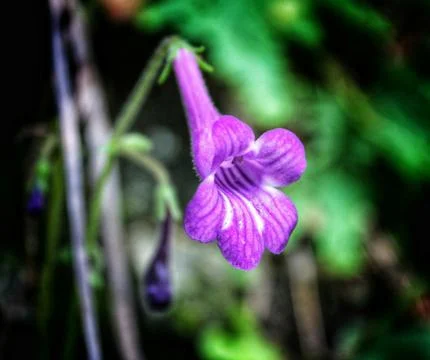 Close up of iris , purple iris flower Stock Photos