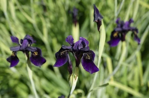 Close up irises Iris irises Stock Photos
