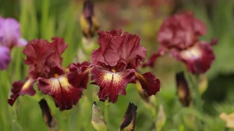 Close-up irises swaying wind, great design for any purposes. Spring background Stock Footage 130967393