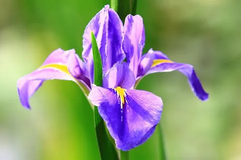Close-up of Iris(Flag,Gladdon,Fleur-de-lis) flower Stock Photos