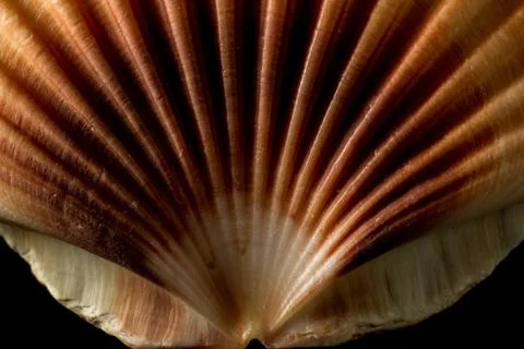 Close up on Irish flat seashell texture Foto stock