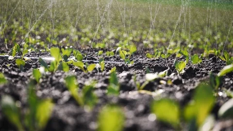 Close-up of irrigation of plantation. Stock Footage 103799768