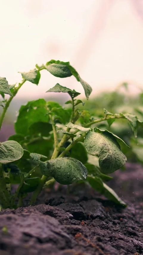 Close-up. irrigation process when growing potatoes in soil, in rows, on Stock-Footage 319482234