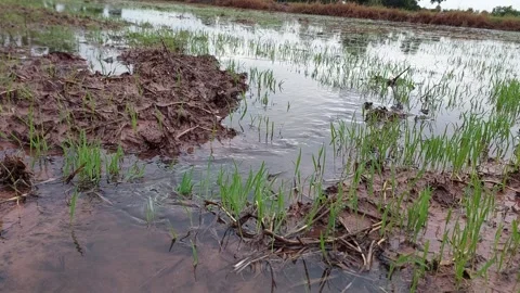Close up of irrigation water flowing through young rice crops in a rural farm Video stock 336700882