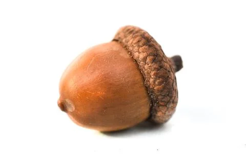 Close up isolated acorn Stock Photos