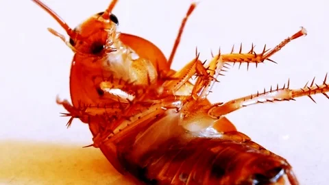 Close up of isolated cockroach struggling, white background. Handheld Vidéo 119895614