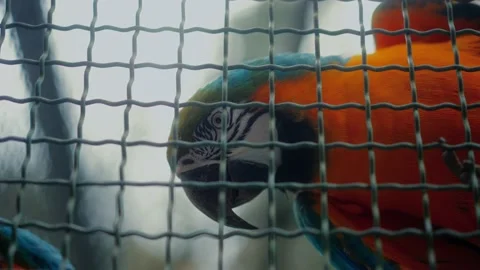 Close up of an isolated colored macaw Stock Footage 221757664