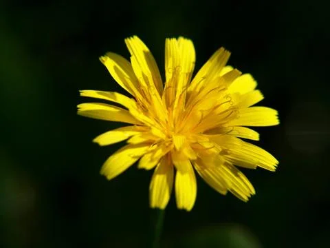 Close up of isolated dandelion Foto stock