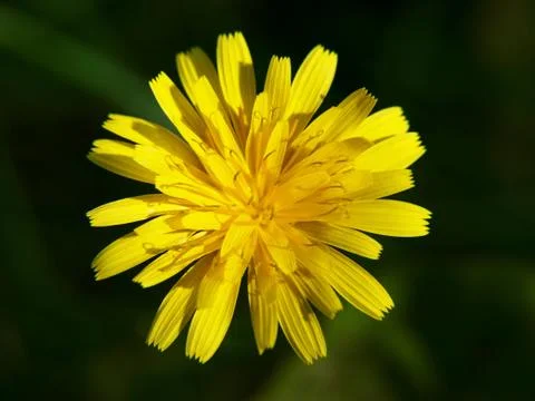 Close up of isolated dandelion Stock-Fotos