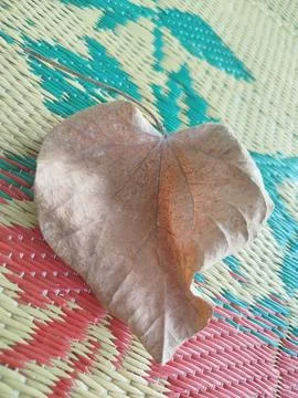 Close up isolated flat lay one single dry leaf. Background template 스톡 사진